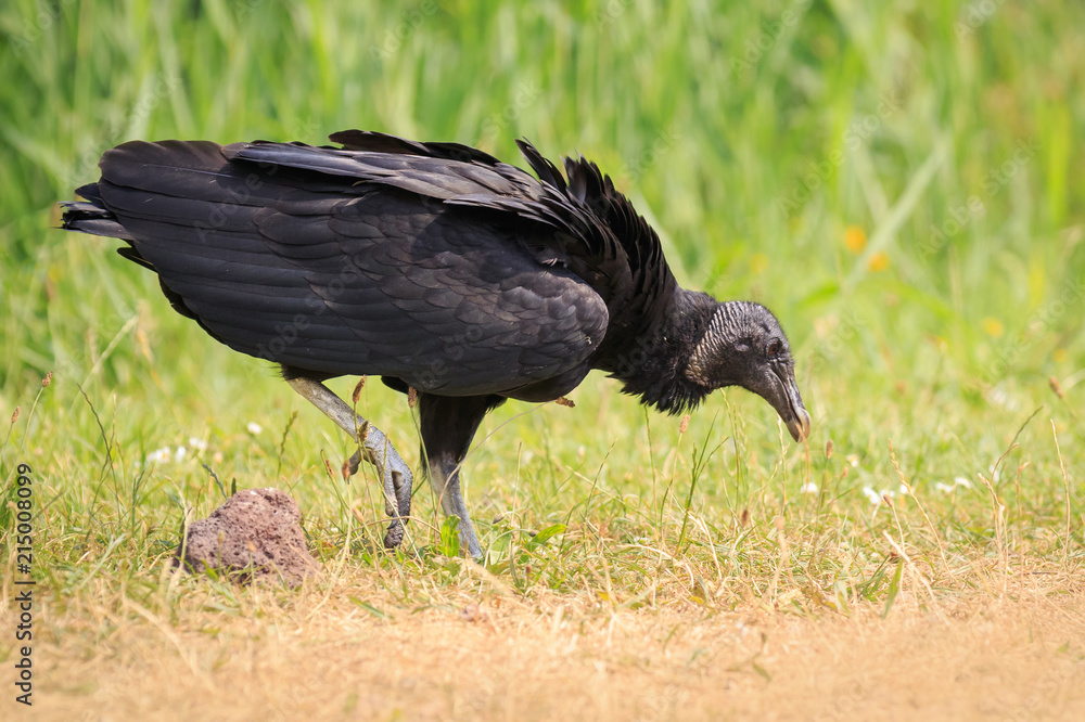 Closeup of a American black vulture Coragyps atratus walking and foraging in a green meadow Closeup of a American black vulture Coragyps atratus walking and foraging in a green meadow