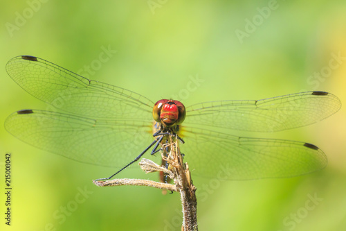 Closeup of a male red colored Ruddy darter (Sympetrum sanguineum) resting in sunlight in a meadow