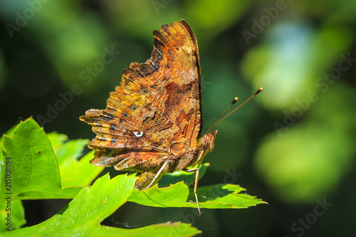 Comma butterfly Polygonia c-album resting in a forest