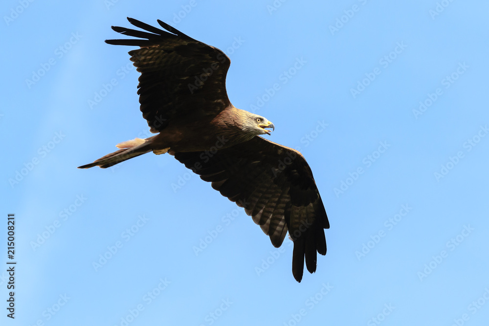 Black kite Milvus migrans in flight hunting Black kite Milvus migrans in flight hunting