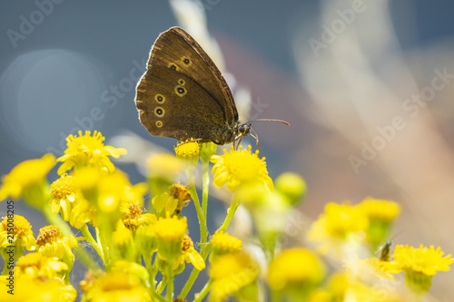 Ringlet butterfly (Aphantopus hyperantus) closeup photo