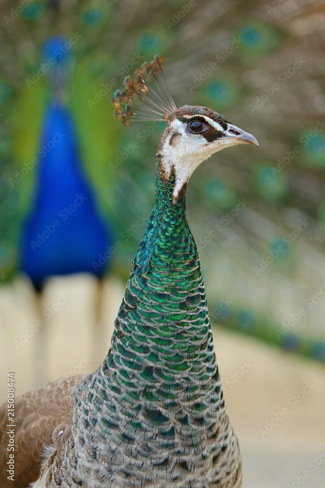 Vertical image of green and white female peacock with crest, close up image, blurry colorful blue and green male standing in background Vertical image of green and white female peacock with crest, close up image, blurry colorful blue and green male standing in background