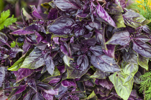 Heap of colorful fragrant basil.