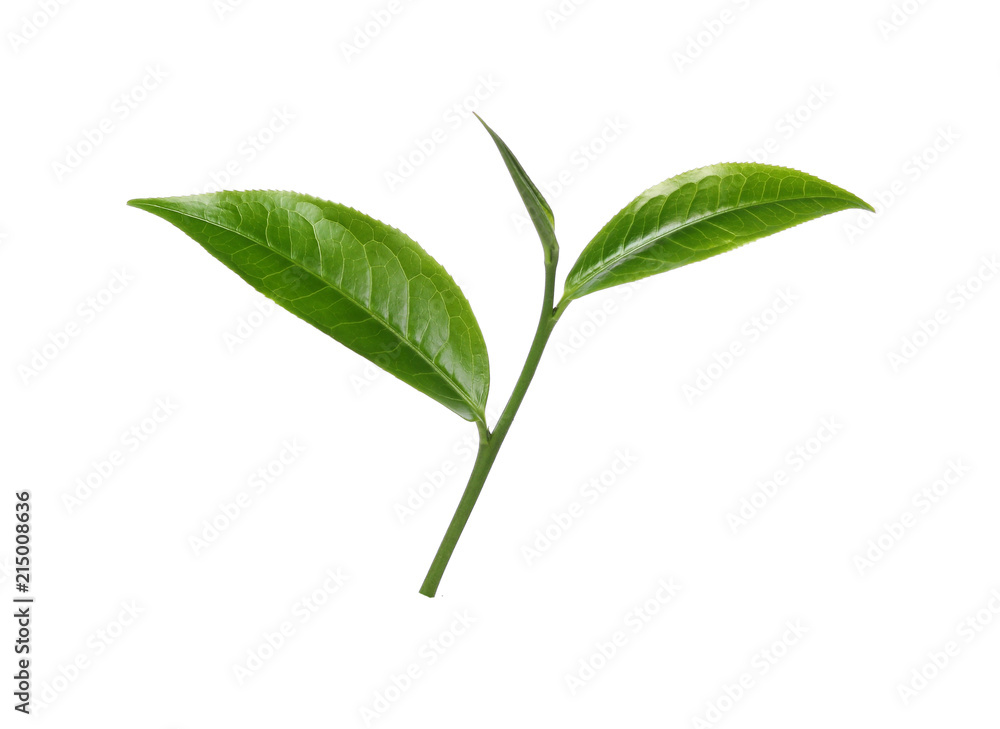 Green tea leaf isolated on white background