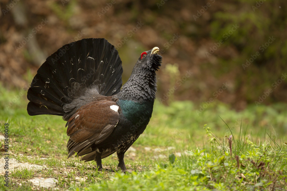 Obraz premium Auerhahn in der Balz