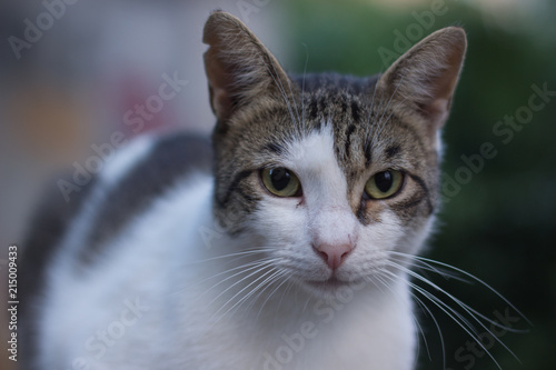 soft focus street cat close animal portrait looking at camera in unfocused urban environment