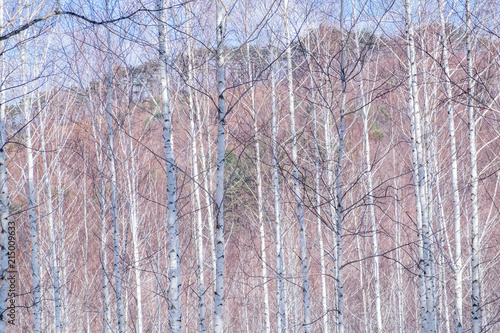 birch tree sky