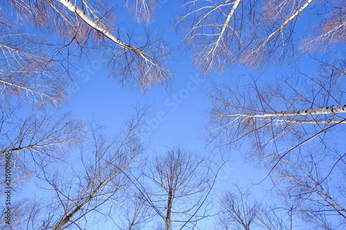 birch tree sky