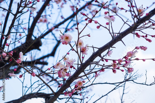 tree spring beautiful