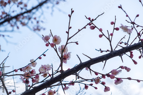tree spring beautiful
