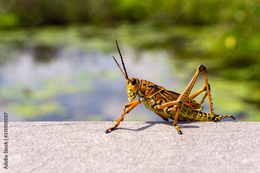 Fototapeta premium Lonely cricket on the lake in the Everglades