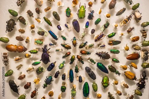An antique beetle collection © CoreyOHara