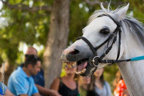 Close Up of the Head of White Horse on Blur Background at the Equestrian Competition.