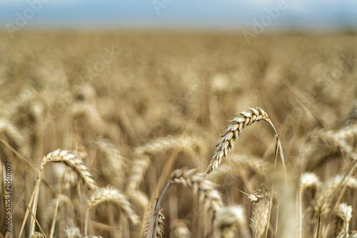 Getreidefeld kurz vor der Ernte