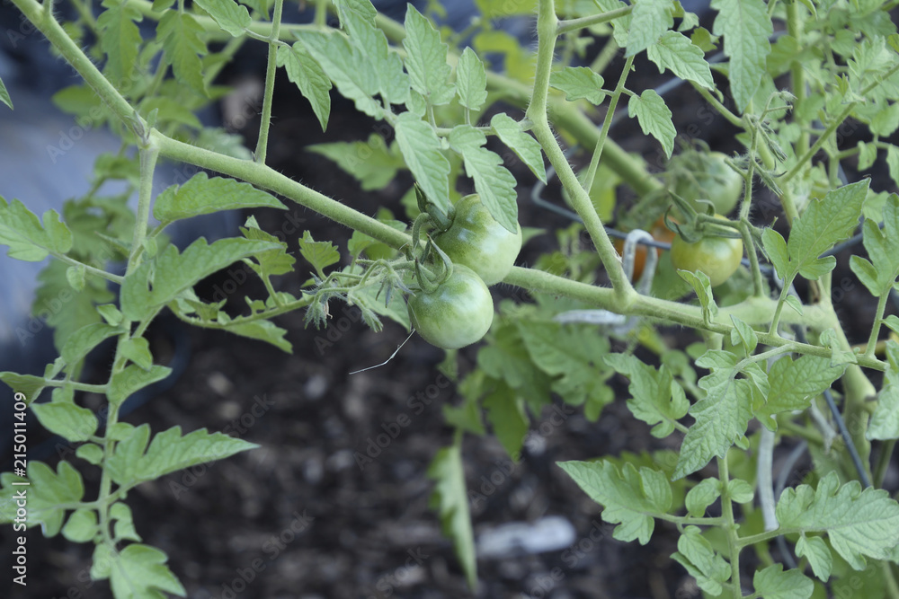 Green Tomato Green Tomato