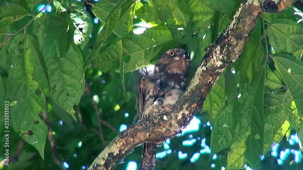 A Hodgson's Frogmouth (Batrachostomus hodgsoni) chick exercises it's wings. Class: Aves, Order: Caprimulgiformes, Family: Podargidae, Genus: Batrachostomus. A Hodgson's Frogmouth (Batrachostomus hodgsoni) chick exercises it's wings. Class: Aves, Order: Caprimulgiformes, Family: Podargidae, Genus: Batrachostomus.