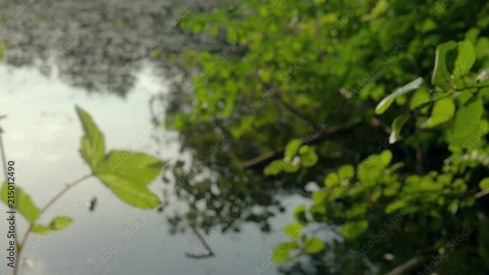 Moving shot of a branch with leaves above a lake, moving into focus a closer plant.