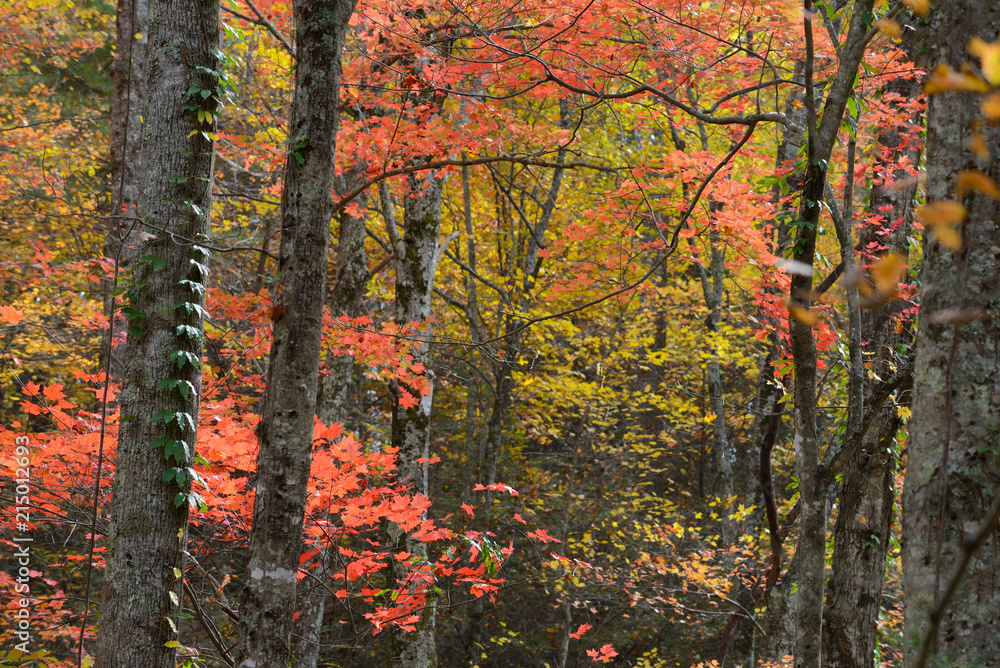 Abstract red and yellow colors in the Smoky Mountains. Abstract red and yellow colors in the Smoky Mountains.
