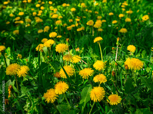 Yellow dandelion, milk-witch gowan, on a blooming dandelion lawn. photo