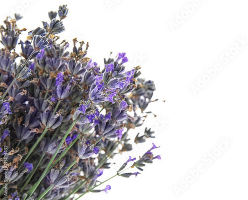 Fototapeta Naklejka Na Ścianę i Meble -  Beautiful blooming lavender flowers on white background