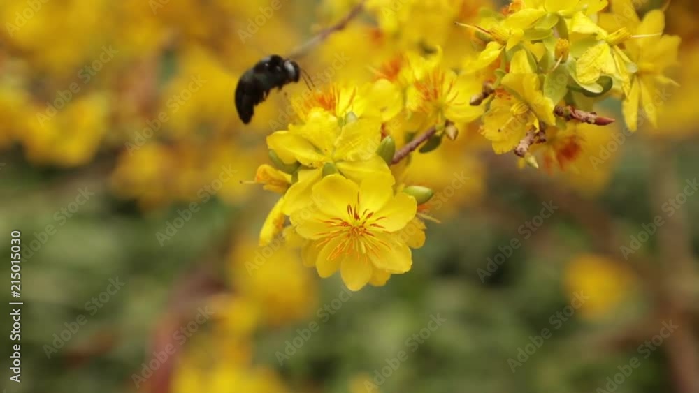 Carpenter bee collecting pollen from yellow apricot blossom tree in high definition. Carpenter bee collecting pollen from yellow apricot blossom tree in high definition.