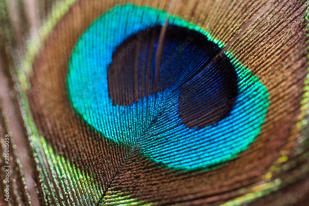 Obraz premium Feather