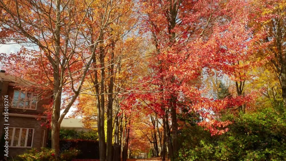 trees on the path in the fall season trees on the path in the fall season
