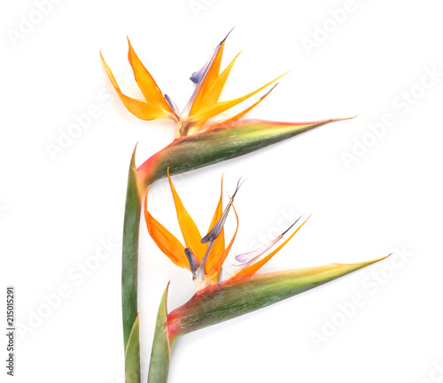 Beautiful bird of paradise flowers on white background. Tropical plant