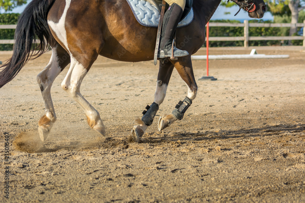 Obraz premium Horse Galloping on Blur Background at the Equestrian Competition.