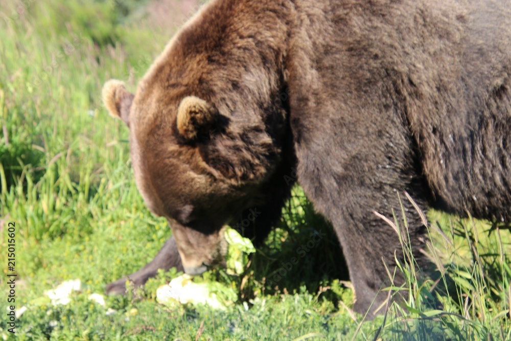 Fototapeta premium Big Brown Bear