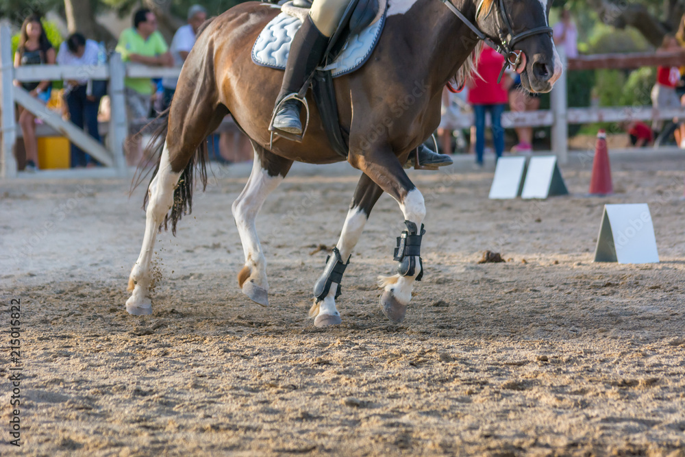 Obraz premium Horse Galloping on Blur Background at the Equestrian Competition.
