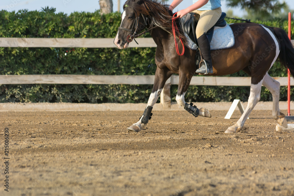 Obraz premium Horse Galloping on Blur Background at the Equestrian Competition.