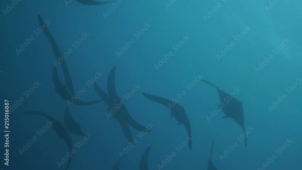 mobula rays swimming together very gracefully mobula rays swimming together very gracefully