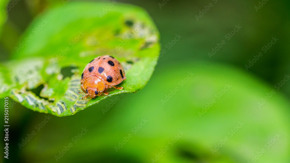Obraz premium ladybug on the tip of the green leaf