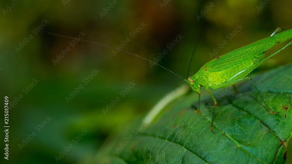 Fototapeta premium green grasshopper on a leaf