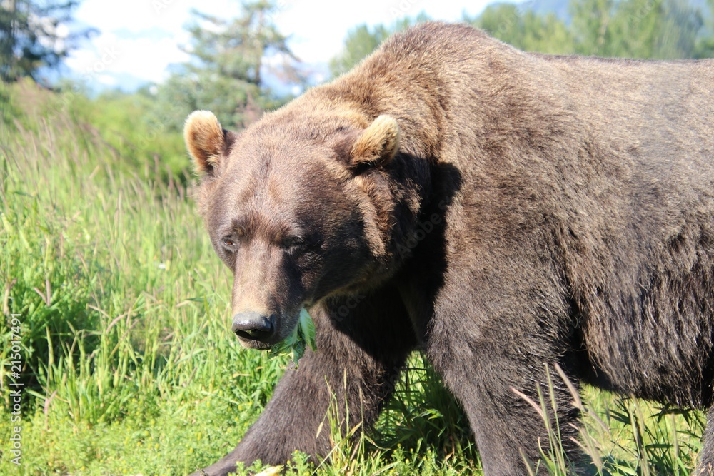 Fototapeta premium Big Brown Bear