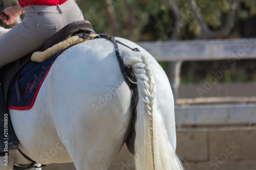 Man Riding White Horse With a Braid on the Ponytail at the Riding School on Blur Background