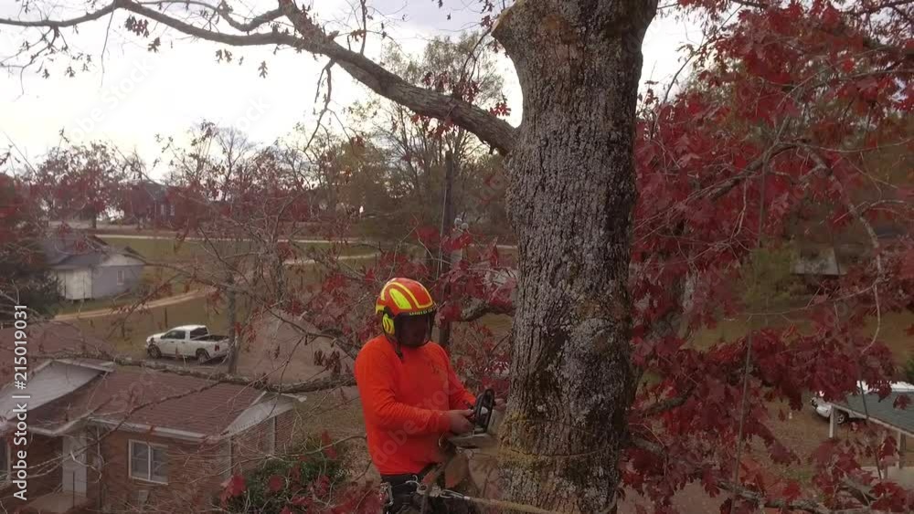 Tree climber cutting down trees for customer Tree climber cutting down trees for customer