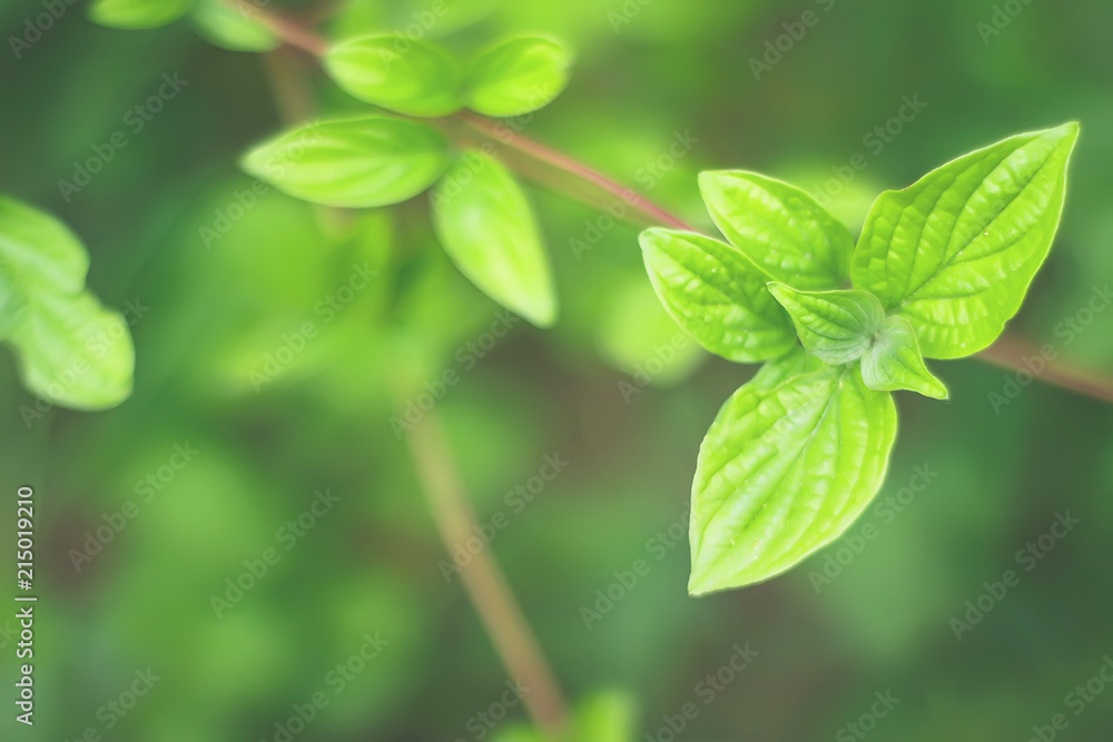 young leaves of jasmine. summer or spring. tinted young leaves of jasmine. summer or spring. tinted