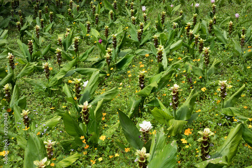 Krachai flower or Curcuma sessilis photo