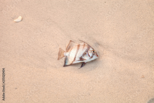 Atlantic spadefish Chaetodipterus faber died in red tide photo