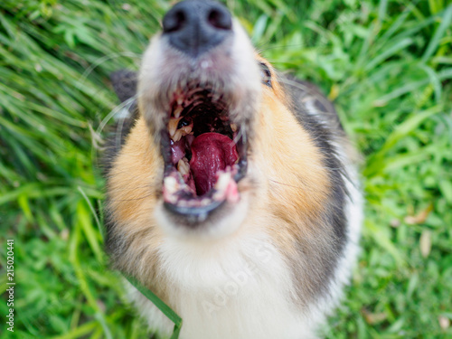 Barking dog, focused on it deep throat, it is asking for play. photo