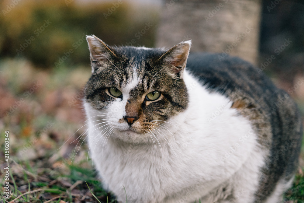 Obraz premium Stray cat