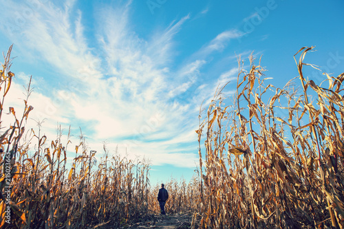 Dried corn stalks in a corn maze photo