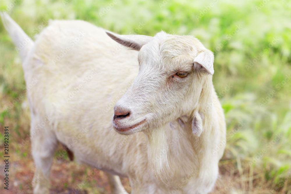 Portrait of cute white goat on background of blurry grass. Animal industry. Livestock farming. Selective focus. Portrait of cute white goat on background of blurry grass. Animal industry. Livestock farming. Selective focus.
