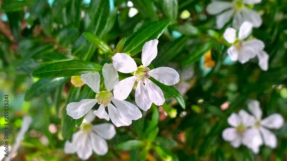 Flores Blancas Flores Blancas