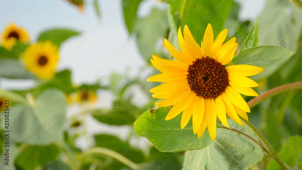 ヒマワリの花
ヒマワリの花
