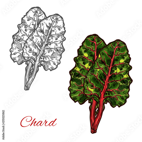 Chard or beet spinach green leaf vegetable sketch
