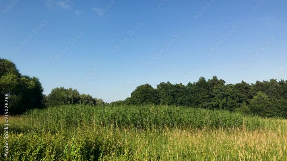 Swamp area in the forest overlooking the bushes with trees in the background Swamp area in the forest overlooking the bushes with trees in the background