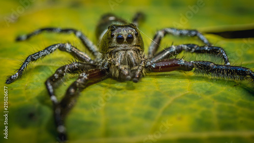 macro shot of jumping spider on a leaf